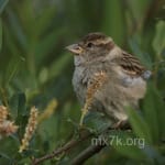 Avatar de Tomás Lara